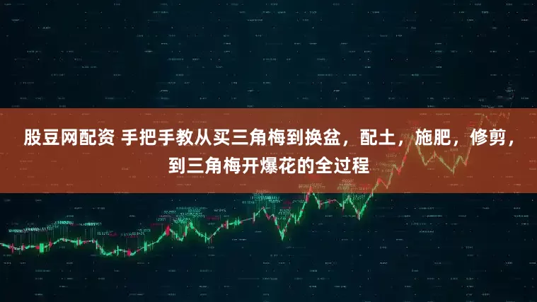 股豆网配资 手把手教从买三角梅到换盆，配土，施肥，修剪，到三角梅开爆花的全过程